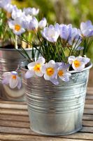 Crocus 'Blue Pearl' in metal container in early Spring 