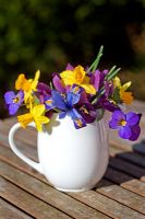 Small white jug with Spring flowers - Dwarf Iris 'Harmony', winter flowering pansies and Narcissus 'Tete a tete' 