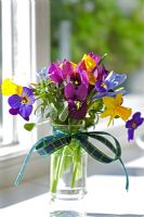 Old spice jar used as a vase for small Spring flowers on kitchen windowsill - Dwarf Iris 'Harmony', winter flowering pansies, Narcissus 'Tete a tete' and Dwarf Iris 'George' 