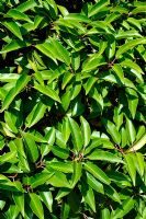 Prunus lusitanica 'Myrtifolia' - Portuguese Laurel