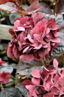 Hydrangea macrophylla 'Merveille Sanguine'. Flowers in autumn