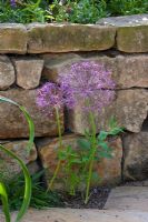 Allium christophii growing in a small gap in the paving against a dry stone wall
