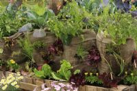 Vegetables and herbs being grown in the tops and sides of recycled hessian sacks above a retaining wall made from wooden pallets, planted with marigolds and lettuce