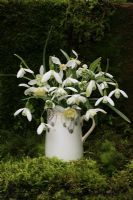 Galanthus nivalis 'Viridapice', 'Flore Pleno', 'Blewbury Tart', 'Pusey Green Tip', 'Lady Elphinstone', 'Hippolyta', 'S. Arnott' and Galanthus woronowii