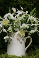 Galanthus nivalis 'Viridapice', 'Flore Pleno', 'Blewbury Tart', 'Pusey Green Tip', 'Lady Elphinstone', 'Hippolyta', 'S. Arnott' and Galanthus woronowii
