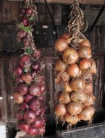 Neatly strung white and red onions stored in a shed with a few showing signs of botrytis disease which if left will infect the healthy onions                        