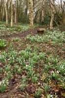 Snowdrops in the woodland garden - Pembury House Gardens, Sussex 
