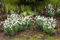 Galanthus and Helleborus - Pembury House Gardens, Sussex
