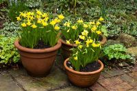 Narcissus 'Tete-a-tete' - Pembury House Gardens, Sussex