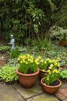 Narcissus 'Tete-a-tete' - Pembury House Gardens, Sussex
