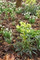 Helleborus foetidus and Galanthus - Pembury House Gardens, Sussex