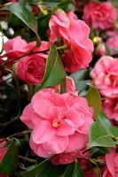 Camellia japonica 'Gloire de Nantes' - Japanese Camellia
