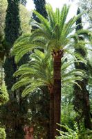 Palm trees and Cypress in mediterranean garden