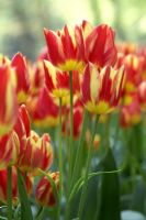Tulipa 'Colour Spectacle'