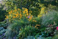 Late summer border with perennials and grasses, secured with lime sand boulders -Alchemilla mollis, Heliopsis, Malus, Miscanthus sinensis and Rudbeckia fulgida
