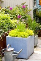 Square container of Origanum vulgare 'Aureum' and Allium schoenoprasum - Helen Riches' Garden, Essex 

