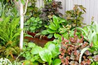 Mixed bed with Bergenia and Heuchera 'Chocolate Ruffles' - Helen Riches' Garden, Essex
