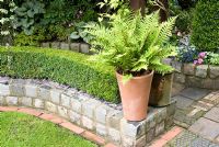 Small Buxus clipped hedge and wall made from reclaimed cobbles with Dryopteris wallichiana in clay pot and beyond a late summer mixed raised bed - Brocklebank Road, Southport, Lancashire NGS 
