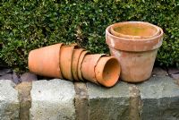 Old clay pots on wall made of relaimed cobbles with Buxus hedge behind - Brocklebank Road, Southport, Lancashire NGS 
