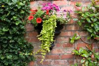 Wall planter made from the top of a reclaimed Victorian drainpipe with Geranium, Lysimachia aurea, Petunia and Impatiens against red brick wall with Hedera and Photinia - Brocklebank Road, Southport, Lancashire NGS 
