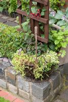 Buxus clipped hedge and wall made from reclaimed cobbles, trellis and wired basket with Fuchsia, Hosta and Geranium - Brocklebank Road, Southport, Lancashire NGS 
