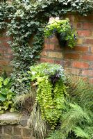 Brick wall with Hedera, planters with Lysimachia aurea, Lobelia and Petunia, low wall made from reclaimed cobbles with Dryopteris filix- mas 'Linearis Polydactyla' and Hosta - Brocklebank Road, Southport, Lancashire NGS 
