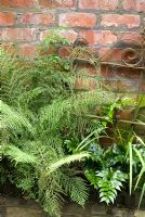 Brick wall and metal gate with Dryopteris filix- mas 'Linearis Polydactyla' and Cyrtomium fortunei, Japanese Holly Fern - Brocklebank Road, Southport, Lancashire NGS 

