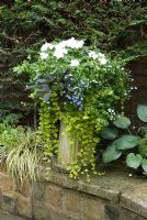 Summer container made from reclaimed bench column with Impatiens, Lyisimachia, Ipomea ' Blackie', Lobelia on wall made from reclaimed cobbles -Brocklebank Road, Southport, Lancashire NGS 
