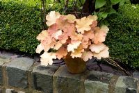 Heuchera 'Creme Brulee'in clay pot on a wall made from relaimed cobbles with Buxus hedge behind - Brocklebank Road, Southport, Lancashire NGS 
