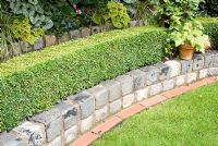 Low wall made from relaimed cobbles with Buxus - Box hedge and raised late summer border beyond with Heuchera and Liriope muscari - Brocklebank Road, Southport, Lancashire NGS 
