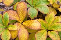 Rodgersia podophylla - Autumn colouring