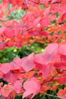 Disanthus cercidifolius- Autumn colouring