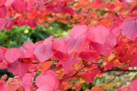 Disanthus cercidifolius - Autumn colouring