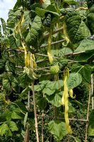 Phaseolus vulgaris 'Goldmarie' - Pole Beans 