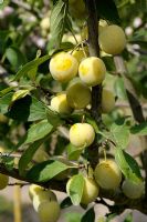 Prunus x domestica ssp syriaca 'Mirabelle de Nancy' - Plums on tree