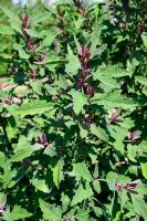 Atriplex hortensis var. rubra - Purple Orache