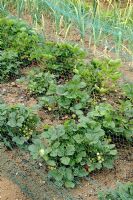 Strawberry plants protected by nylon netting with Leek as companion planting to prevent pests