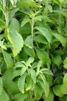 Stevia rebaudiana, syn. Eupatorium rebaudianum  - Sweetleaf or Sugarleaf, used as sugar substitute