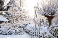 Cornus controversa 'Variegata' in mixed border - Winter Garden and Nursery