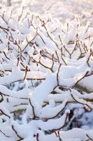 Cornus controversa 'Variegata' - Winter Garden and Nursery