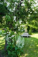 Wooden bench under tree, Salvia sclarea 'Alba' and Rosa 'Bobbie James'