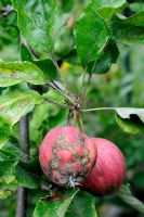 Venturia inaequalis - Apples with scab