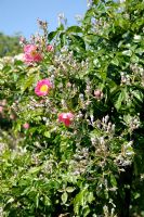 Rosa 'American Pillar' - Powdery Mildew on buds
