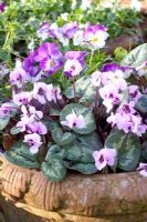 Viola cornuta and Cyclamen coum in clay pot