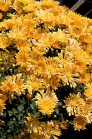 Chrysanthemum 'Starlet'