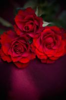 Three red roses lying on burgandy coloured fabric