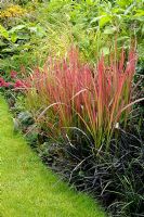 Grass summer border with Imperata cylindrica 'Red Baron' syn. 'Rubra' (Blood Grass) and Ophiopogon planiscapus 'Nigrescens' (Black Mondo Grass or Lilyturf)