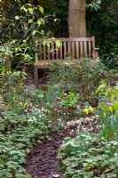 Wooden bench near beds of Galanthus and mulched path - Pembury House