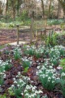 Wooden bench and bed of Galanthus - Pembury House