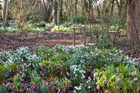 Wooden bench and bed of Galanthus and Helleborus - Pembury House
